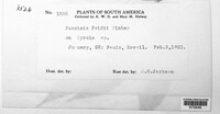 Austropuccinia psidii image